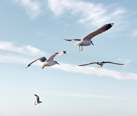 Seagulls flying very low above the beach