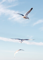 Seagulls flying very low above the beach