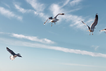 Seagulls flying very low above the beach