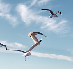 Seagulls flying very low above the beach