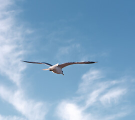 Obraz premium Seagulls flying very low above the beach