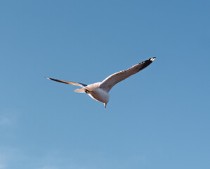 Seagulls flying very low above the beach