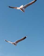 Seagulls flying very low above the beach