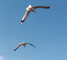Seagulls flying very low above the beach
