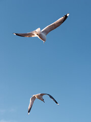Seagulls flying very low above the beach