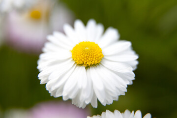 Obraz premium Macro photo white daisy. Stock photo white daisy flower