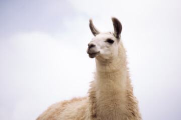 A white llama looking towards the horizon