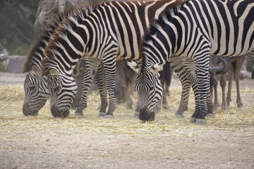 A group of zebras feeding