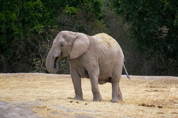 Fototapeta premium A lonely elephant in the zoo