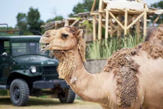 A dromedary, also known as an Arabian camel