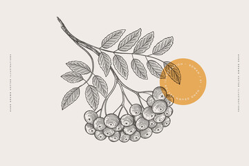 Hand-drawn rowan branch with berries and leaves in engraving style. Raceme of berries for your design. Vintage botanical illustration on a light isolated background.