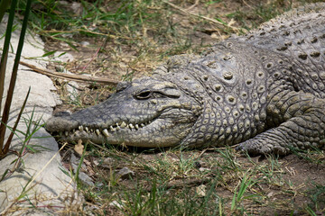 A Nile crocodile rests on the ground