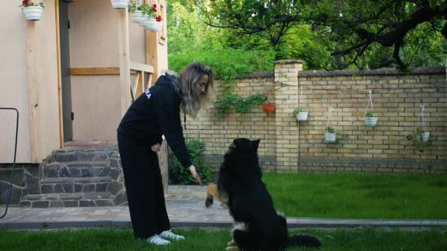 Young girl training a big german shepherd dog in the garden for the dog show. Beautiful female feeding a big adult dog and petting him on the head. A good-looking girl taming a sheepdog in the yard
