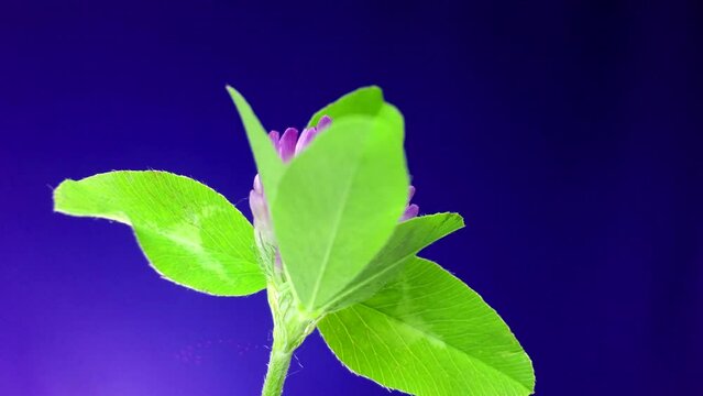 Clover bloom on a blue background. Timelapse. Blooming purple or red clover flower. The growth of a deep fuchsia flower of clover. Flowering time lapse. Easter, Birthday, Happy Women's Day, background