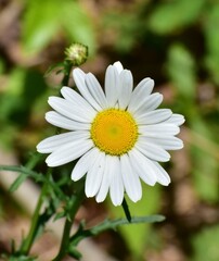 Fototapeta premium Daisy closeup