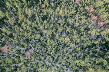 Aerial drone view perspective of a forest trees during winter