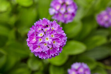 Purple alyssum with drops of dew in the garden on the flowerbed