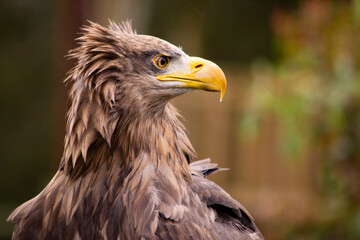 portrait of a eagle