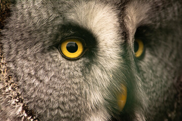 great owl
