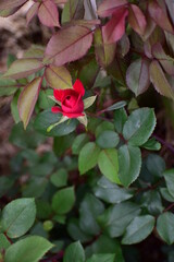 Obraz premium Rose in the garden