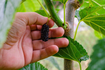 Naklejka na ściany i meble The fruit of black mulberry - mulberry tree.