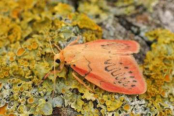 Closeup on the colorful pink Rosy Footman, Miltochrista miniata sitting on a lichen covered wood