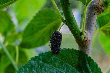 The fruit of black mulberry - mulberry tree.