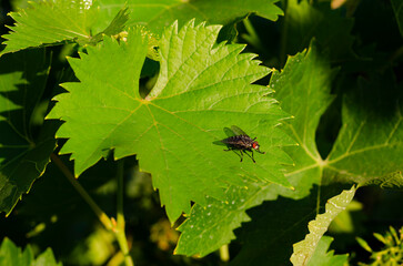 A fly on a grape leaf. Flying black flies.
