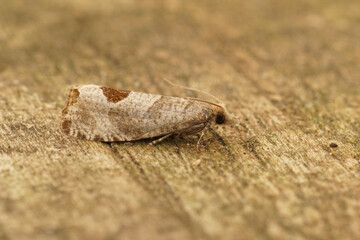 Closeup on the small Bramble Shoot Moth, Notocelia uddmanniana sitting on wood