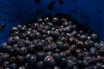 Spoiled, depressed, fermented blueberries in a blue bucket. Close-up. Wet berry. Spoiled, rotten berries.