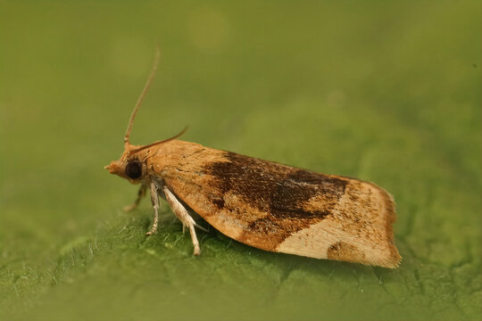 Closeup on an abnomal dark coloration in the Barred Fruit-tree Tortrix, Pandemis cerasana sitting on a green leaf