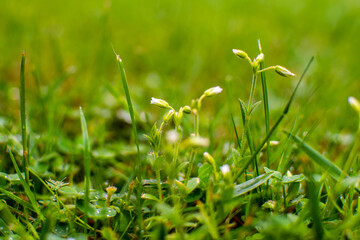 Spring field flowers - Wiosenne kwiaty polne - obrazy, fototapety, plakaty