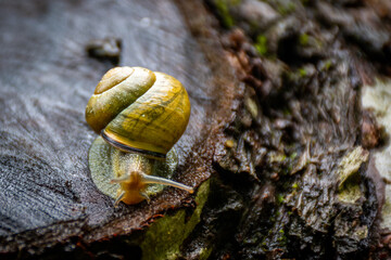 ślimaczek na drzewie - snail on a tree - obrazy, fototapety, plakaty