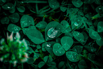 A drop of water on a leaf - Kropla wody na liściu - obrazy, fototapety, plakaty