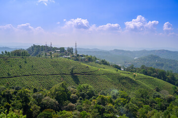 Tea plantations in Munnar, Kerala, India