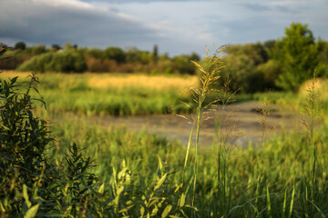 Beautiful summer landscape against a gray sky. Countryside in greenery near the river