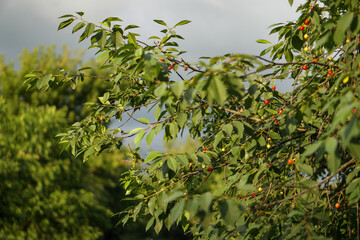 Cherry in the garden. Ripe, red fruits on the tree