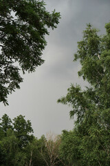Trees against the backdrop of storm clouds. Photo background