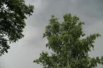 Trees against the backdrop of storm clouds. Photo background