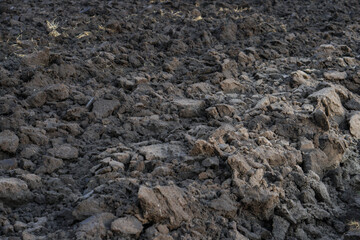 Plowed agricultural field close up for sowing. The process of preparing the soil before planting cereals, legumes, nightshade crops. Farming and food industry