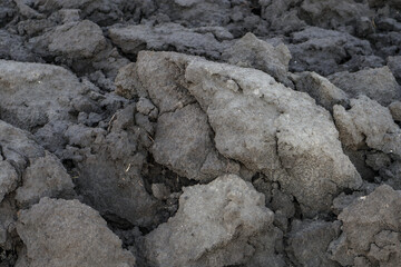 Plowed agricultural field close up for sowing. The process of preparing the soil before planting cereals, legumes, nightshade crops. Farming and food industry