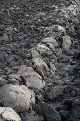Plowed agricultural field close up for sowing. The process of preparing the soil before planting cereals, legumes, nightshade crops. Farming and food industry