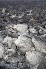 Plowed agricultural field close up for sowing. The process of preparing the soil before planting cereals, legumes, nightshade crops. Farming and food industry