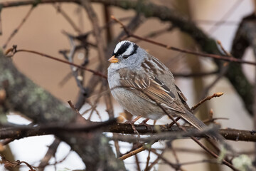 White-crowned Sparrow Striking a Pose