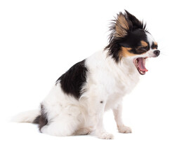 Chihuahua dog screaming