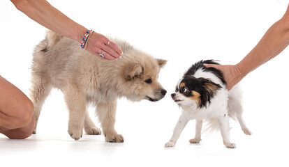 Fototapeta na wymiar Eurasier puppy meeting a long-haired Chihuahua