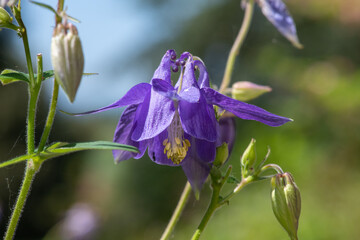 Macro shot of a purple aquilegia flower in bloom