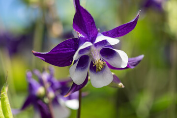 Close up of and purple and white aquilegia flower in bloom