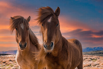 Close-up portrait of Icelandic horses on beautiful field. Beautiful mammals in valley against cloudy sky. Scenic view of landscape in northern Alpine region during sunset.