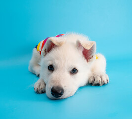 funny puppy dog with travel costume studio portrait on isolated background